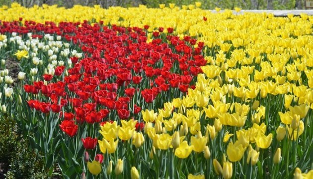 У маріупольському Міському саду розквітли понад 20 тисяч тюльпанів