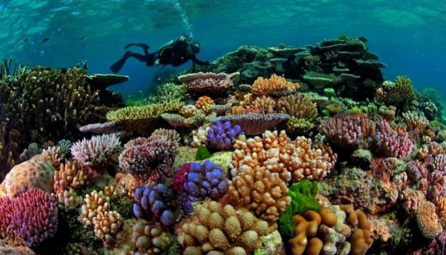Австралія виділяє $500 мільйонів на порятунок Великого бар'єрного рифу