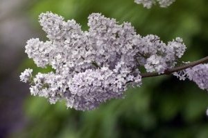 Середа буде з дощами та грозами, вдень прогріє до 27°