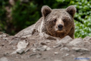 На польсько-українському прикордонні ведмідь вбив жінку