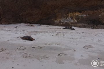 На узбережжі Азовського моря знайшли мертвих дельфінів