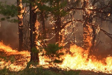 Площа пожежі в Чорнобильській зоні зменшилася - ДСНС