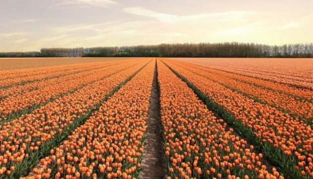 У Нідерландах розквітли 7 мільйонів тюльпанів