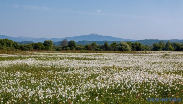 La vallée des jonquilles a fleuri en Transcarpatie (photos)