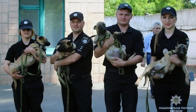 Київським поліцейським подарували цуценят бельгійської вівчарки