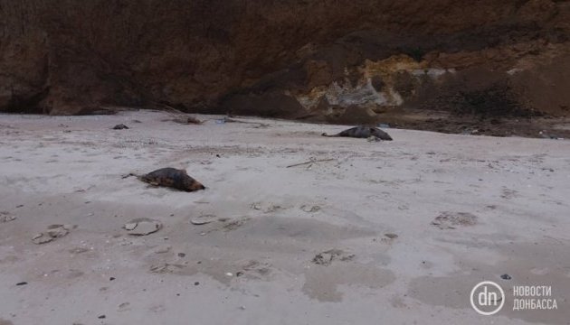 На узбережжі Азовського моря знайшли мертвих дельфінів