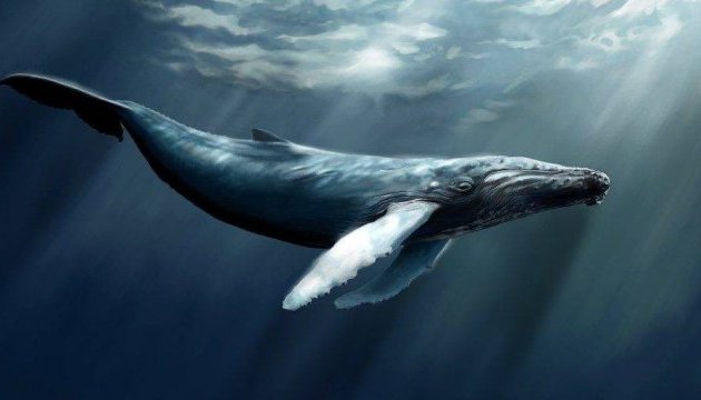 Фінська берегова охорона врятувала кита