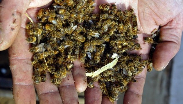 На Прикарпатті масово гинуть бджоли