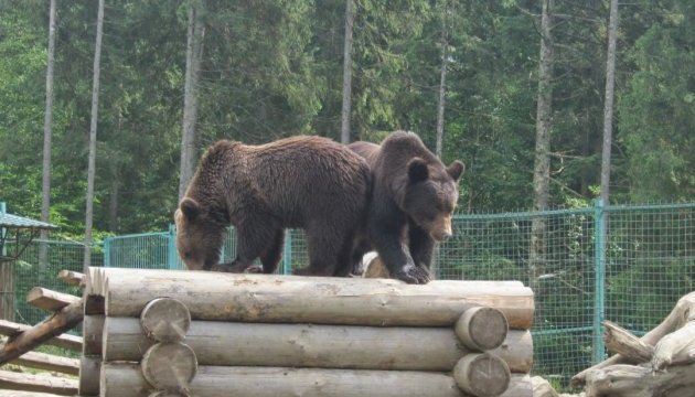 Ведмедів із харківського екопарку планують евакуювати у Синевир, левів - у Київ