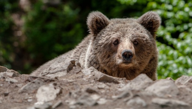 Les ours se sont réveillés dans le zoo de Kyiv 