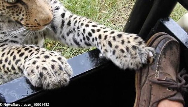 Турист показав, як леопард бавиться з його черевиком
