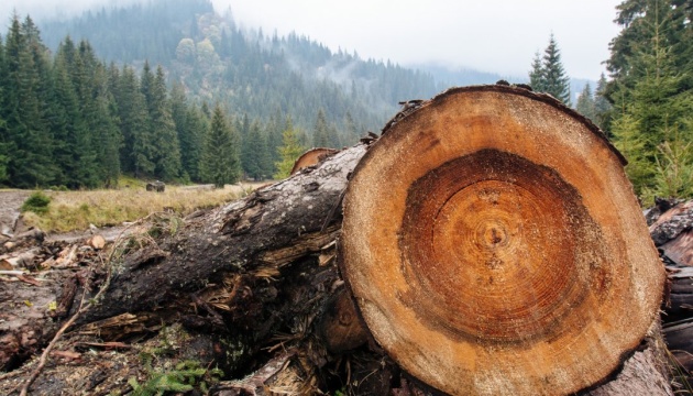 В Україні вперше за 10 років підготують інструкцію з упорядкування лісового фонду 