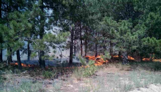 На Херсонщині досі гасять лісову пожежу  