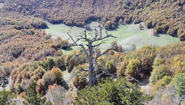 Найстаріше дерево Європи знайшли в Італії 