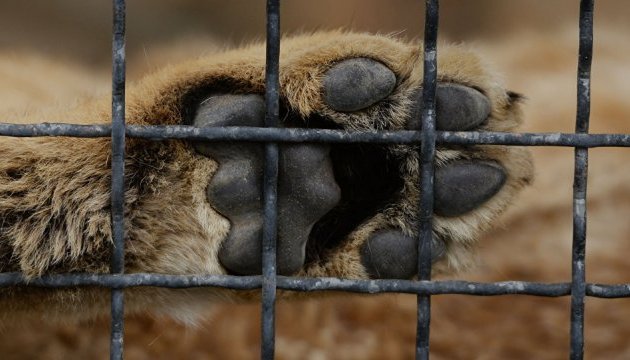 На Тернопільщині лев у міні-зоопарку травмував підлітка
