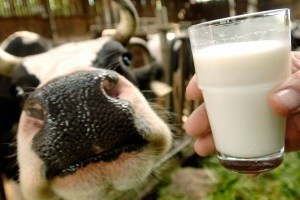 В Україні за 8 місяців виробництво молока-сировини скоротилось на 6% - АВМ