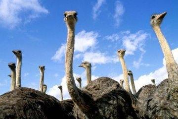 Страусина ферма й унікальний каньйон: на Миколаївщині розвивається зелений туризм