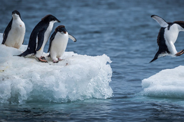 Exploradores polares ucranianos muestran a pingüinos montando un témpano de hielo