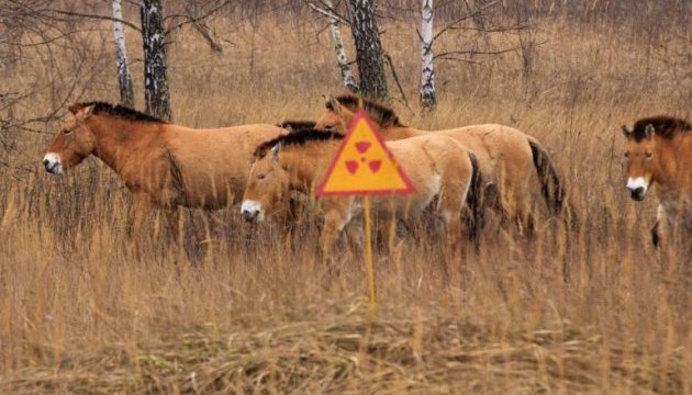 Poroshenko signs decree on revival of Chornobyl zone