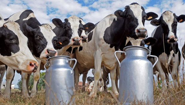 Milchproduktion in der Ukraine um 6,1 Prozent gefallen