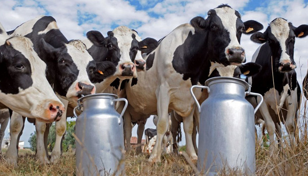 La producción de leche de Ucrania cae un 3,6% en enero-mayo de 2020 