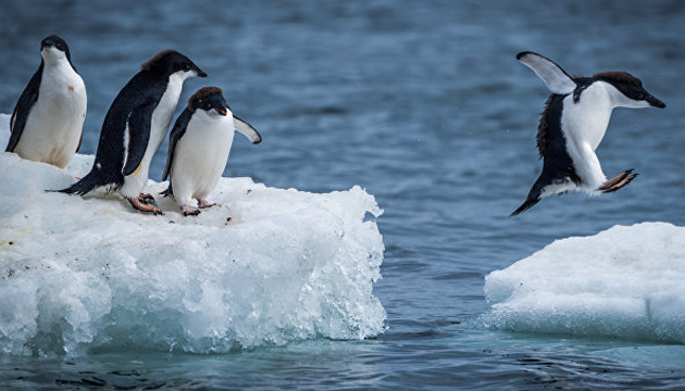 Exploradores polares ucranianos muestran a pingüinos montando un témpano de hielo