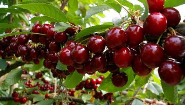 乌克兰甜樱桃将可出现在中国市场