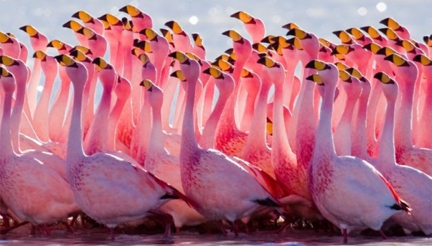 Flamingos return to Lake Syvash in southern Ukraine