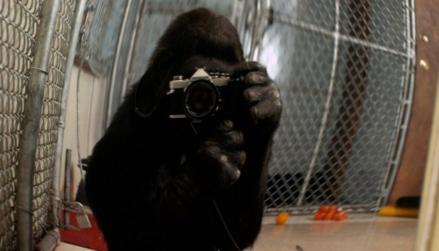 У США померла горила, яка розуміла 2 тисячі слів