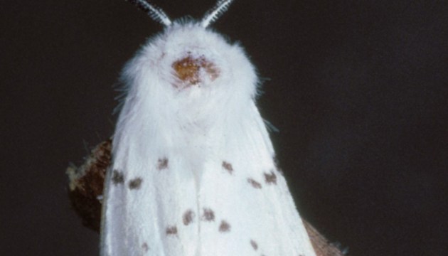 Американський білий метелик спричинив карантин на Рівненщині