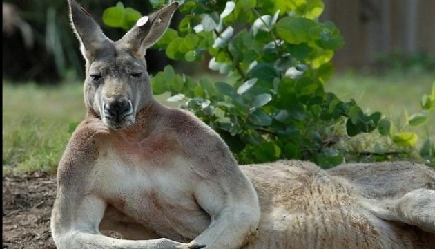 В Австралії під час футбольного матчу на поле вискочив кенгуру