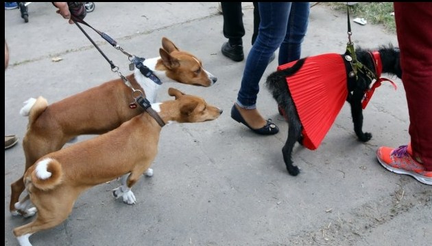 Charity race with dogs held in Kyiv. Photos