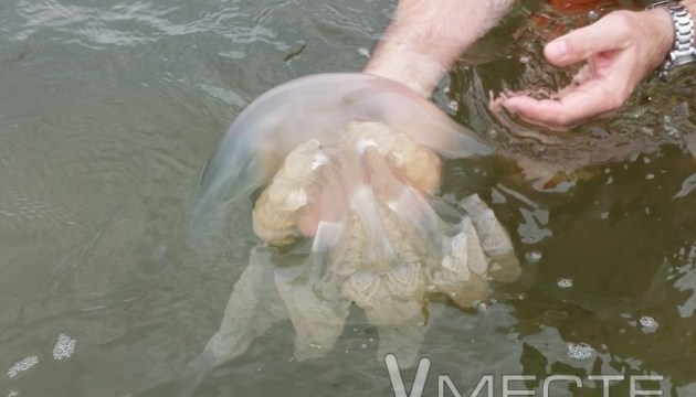 В Азовському морі - нашестя отруйних медуз