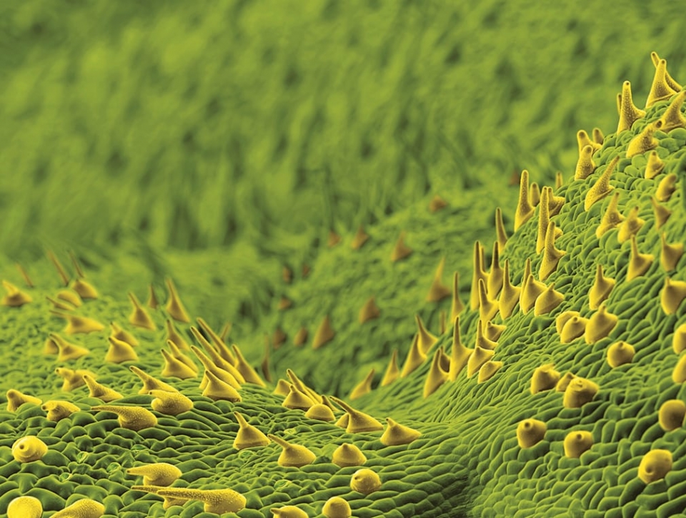 фото конопля под микроскопом