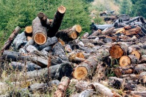 Євросоюз внесе Росію і Білорусь до «чорного списку» через вирубку лісів - ЗМІ