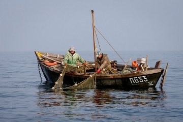 Україна суттєво скоротила вилов риби в Азовському морі - Держрибагентство