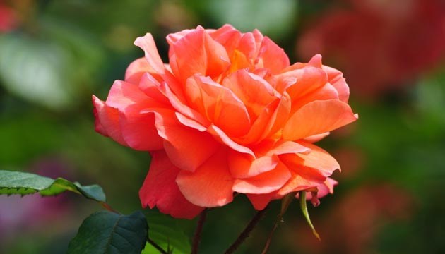 Букет 101 троянда: розкіш чи класика? Доставка троянд в Києві