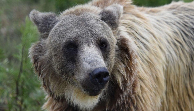 Aujourd’hui marque la Journée mondiale pour sauver les ours