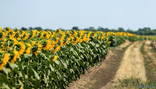 В Україні цьогоріч прогнозують зменшення врожаю зернових і олійних