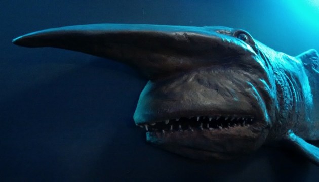 Молот, гоблін та носоріг: до Британії прямують нові види акул