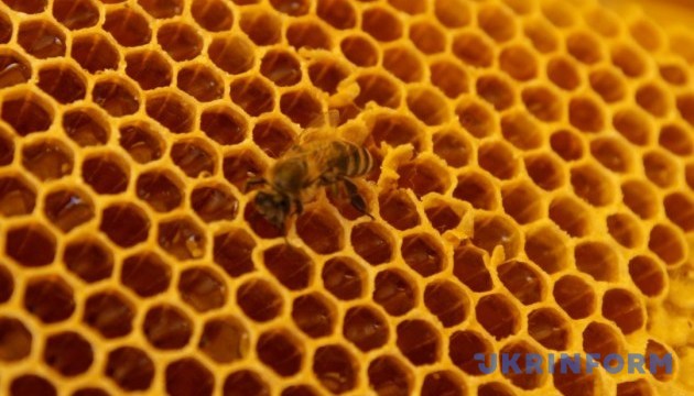 Етнофестиваль на Тернопільщині частує медовими смаколиками