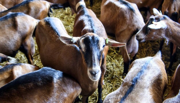 Government programs actively support development of farming – Groysman