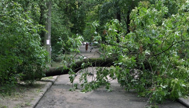 Негода позривала дахи і повалила дерева у кількох областях