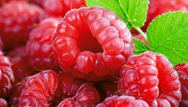 Zhytomyr region for first time hosts raspberry festival