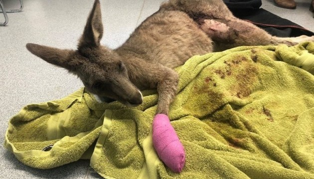 Сумчастий забіяка: в Австралії кенгуру розбив вікно та вдерся до будинку