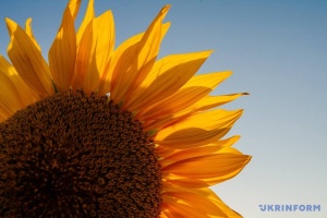 На Донеччині вже обмолотили понад 83% соняшника