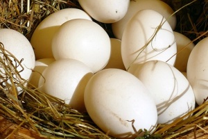 ЄС відновив мита на яйця і цукор з України