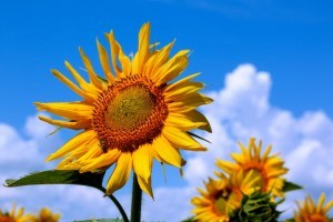 В Україні стабілізувались ціни на соняшник