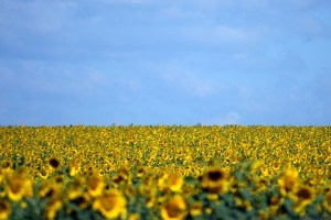 27 рік Незалежності. Країна відновлює сили