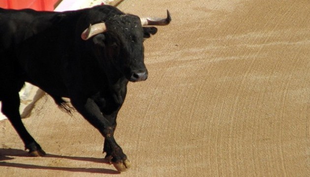 На шоу у Франції бик, рятуючись від пікадора, стрибнув до глядачів